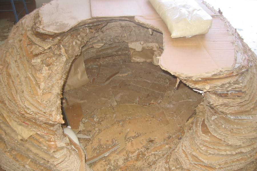 gestation du grand bigorneau